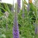 Veronica longifolia fleur
